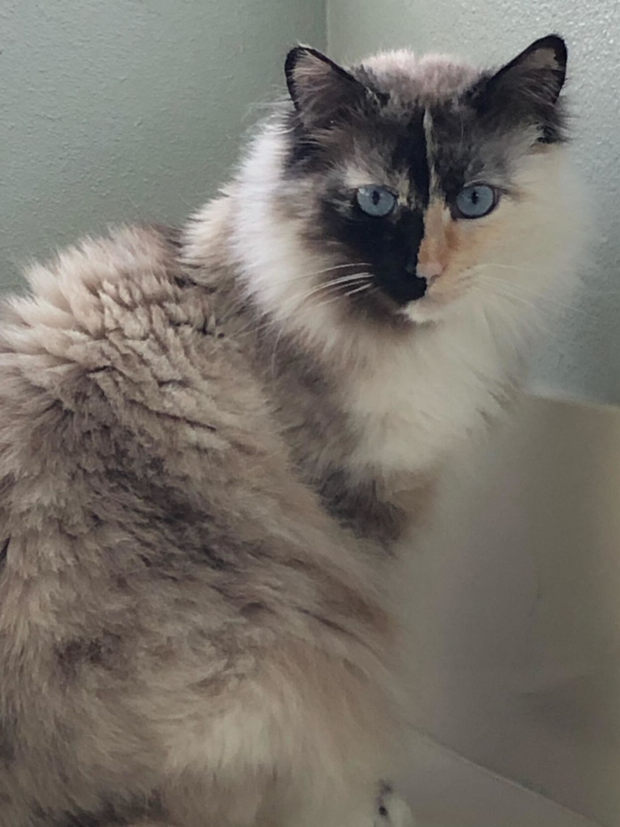 Mia